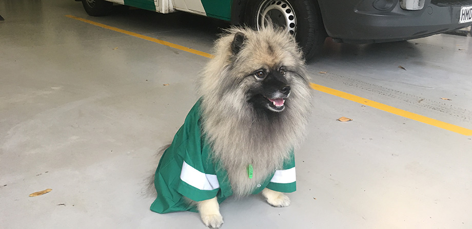 Topaz, the Wellington Free wellfare dog.