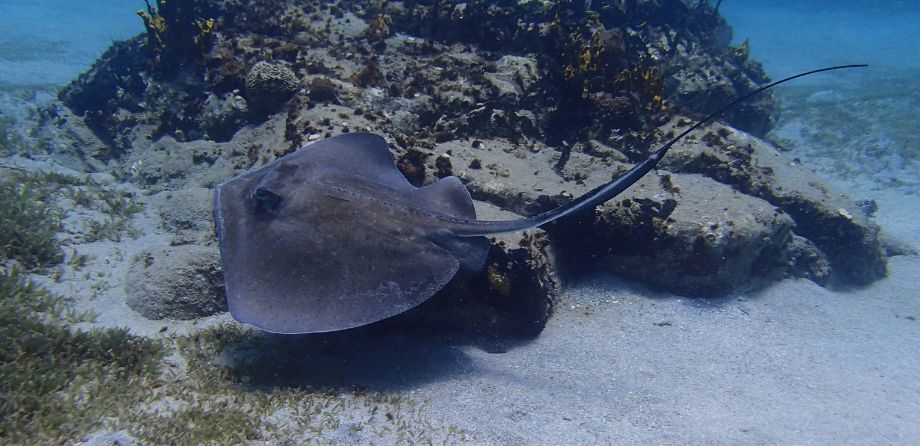A stingray swimming on the seabed